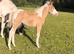 Quality Champagne American Paint Horse