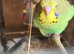 Baby Budgies