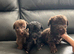 Full Bedlington terrier puppies