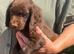 Gorgeous cocker spaniel pups