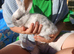 Plush lop x mix breed Last boy