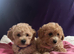 Cavachon x toy poodle puppies