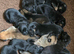 Belgian Malinois Puppies