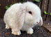 Mini Lops: ready to leave