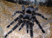 2 Baby Spiderlings For Sale or Swap