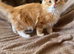 3 Norwegian Forrest Kittens