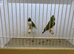 Pair of Gouldian Finches For Sale