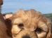 Beautiful Cavachon puppies