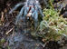 Phormictopus juvenile