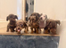 Dachshund puppies for sale