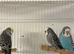 Beautiful Baby Budgie