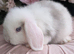 Mini lops ready