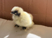 Showgirl Naked Neck Silkie Chick