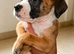 american bulldog puppies