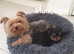 0ne girl Yorkshire terrier puppies