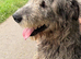 KC Irish Wolfhound Puppies