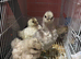 6 weeks old chicks