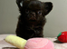 XxQuality chihuahua Thai/russian lines