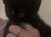 little black kitten