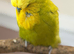 male Olive Green Spangle English budgie
