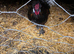 Cr&egrave;vec&oelig;ur chicken Hatching eggs (rare breed)