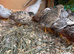 Adult button quails