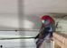 Pair penants