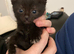 2 boy kittens