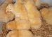 Chicks buff Orpington