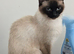 Chocolate colour point ragdoll female