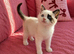 Stunning pure bred ragdoll