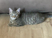 SILVER BENGAL X KITTEN