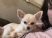 Chihuahua cross pug