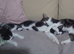 Kittens two left
