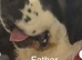 Beautiful KC registered show quality Puppies
