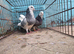 Pair of pigeons for sale