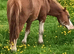 Section A Welsh Pony Chestnut.