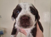 Kelpie cross spaniel