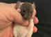 Males  6-8 weeks old