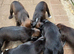 Cocky Boxer puppies