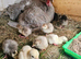 Turkey chicks UNSEXED
