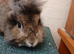 Mini lop buck