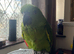 yellow naped amazon baby 1 left