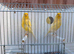 Very good quality Lancashire Canary