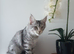 Maine coon kittens available One left.