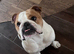 Bulldog looking for a new home