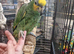 HandTame Talking Baby Amazon Parrots