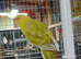 Kakarikis for sale