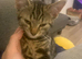 Kitten