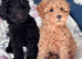 Poodle puppies one boy one girl x